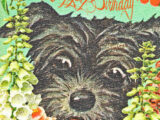 "Black Nose" Scottie Birthday Card