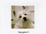 "Dog-gone it" Westie Belated Birthday Card
