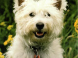 "Thinking of You" Westie Card