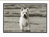 "Wading for You" Westie Card