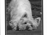 "Lost Without You" Westie Card