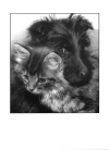 Scottie Puppy and Kitten Card