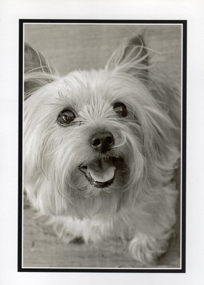Westie "Happy" Photo Card